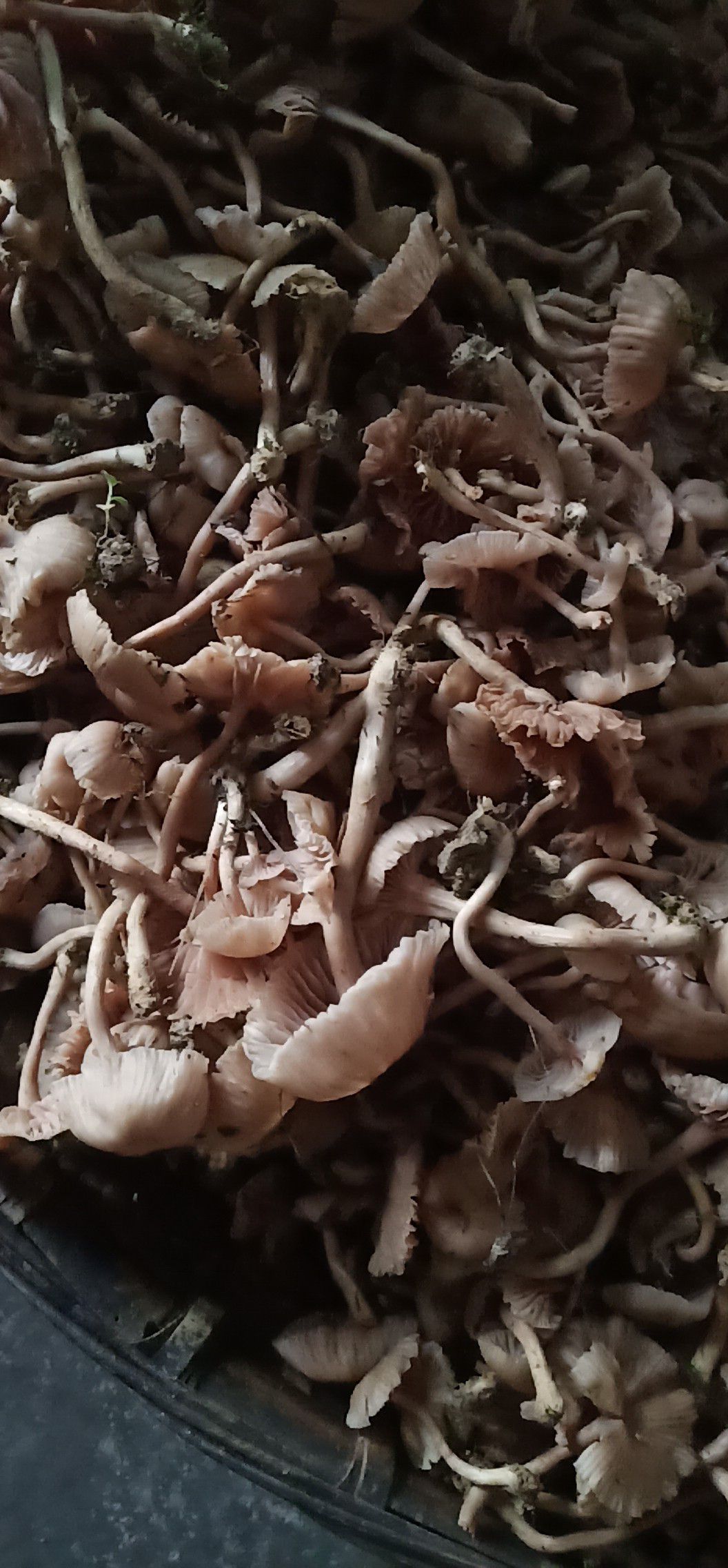 茶树菇  皮桃菌也称为毛草菌