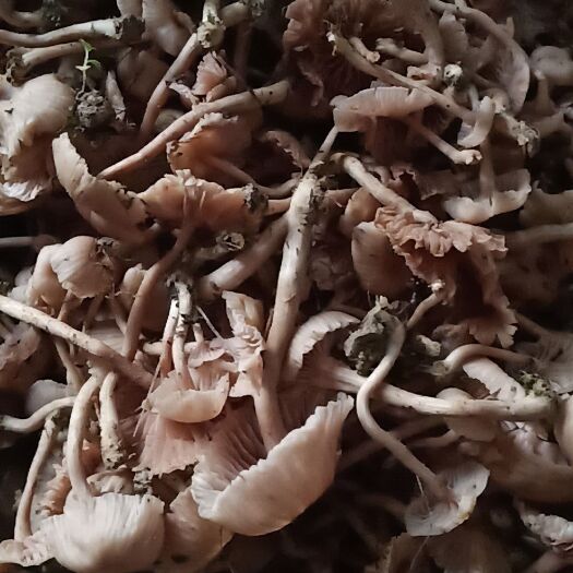 罗甸县茶树菇  皮桃菌也称为毛草菌