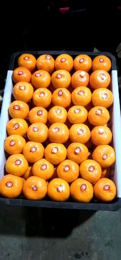 黄橘子 湖北蜜桔/叶栝/椪柑叶果光果产地无中间环节