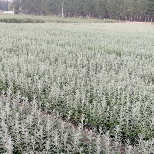 建平县各种规格大果，小果沙棘苗
