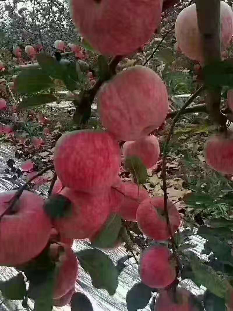  中国苹果看陕西，陕西苹果看洛川