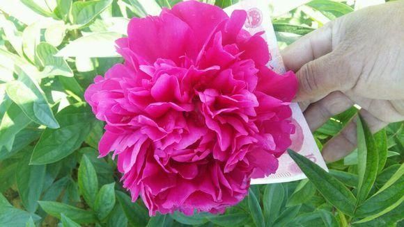 白芍种苗 白芍  芍药，精品观赏芍药，几十个品种，多层花，保