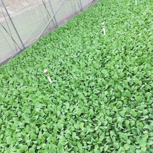 通海县白菜苗 小铁头苗，大白菜，紫香笋苗，花菜苗，