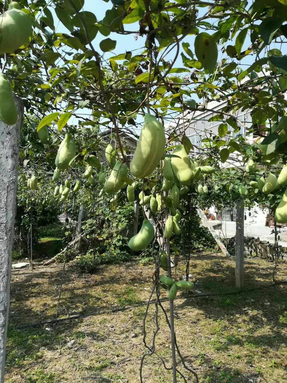  八月瓜野生新鲜水果5斤装湖南全国包邮又称野香蕉