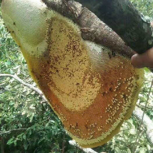 勐腊县野生蜂蜜 没有最好只有更好