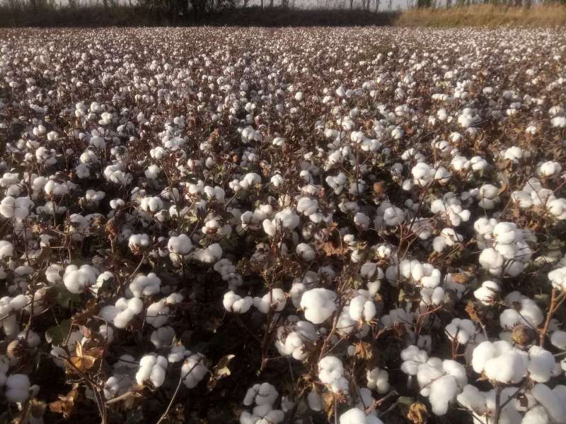  新疆阿克苏新摘的棉花，质量好，价格适中