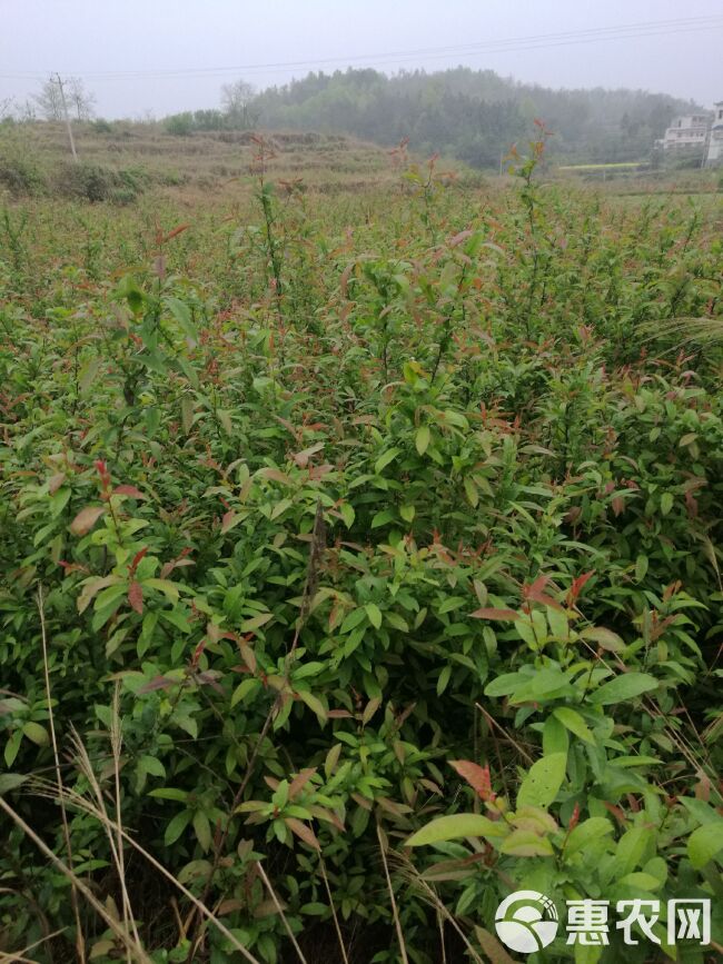 皱皮木瓜苗  大量药食两用大木瓜苗