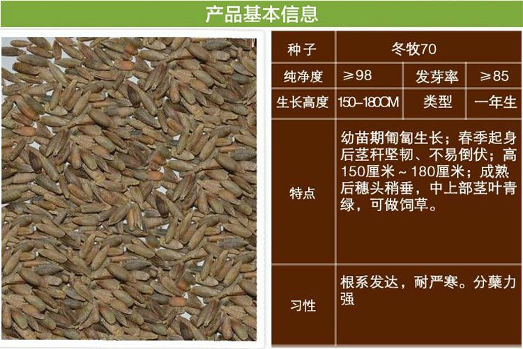 黑麦草种子 冬牧70黑麦草，耐寒，产量高，易种植