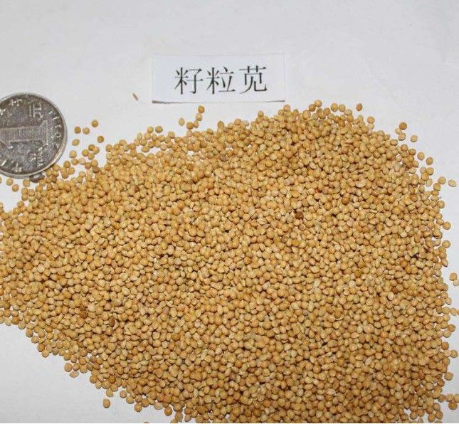 沭阳县籽粒苋种子 高蛋白营养丰富优质牧草种子 高产美国籽粒苋草籽 尾穗苋牧草种