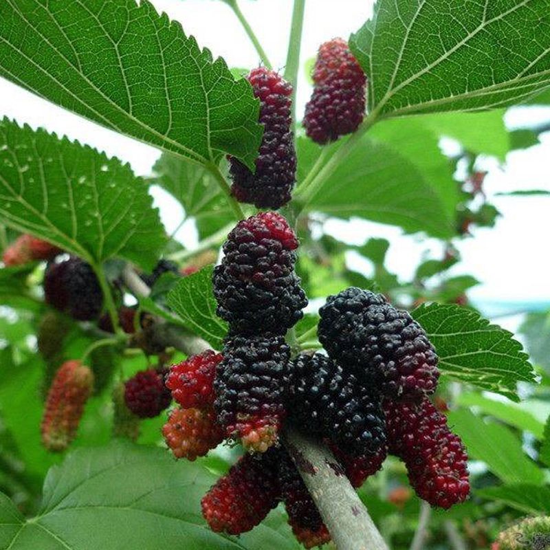 四季大果桑苗 桑葚大果桑苗，包质量，包品种，包存活率 带原土球发货