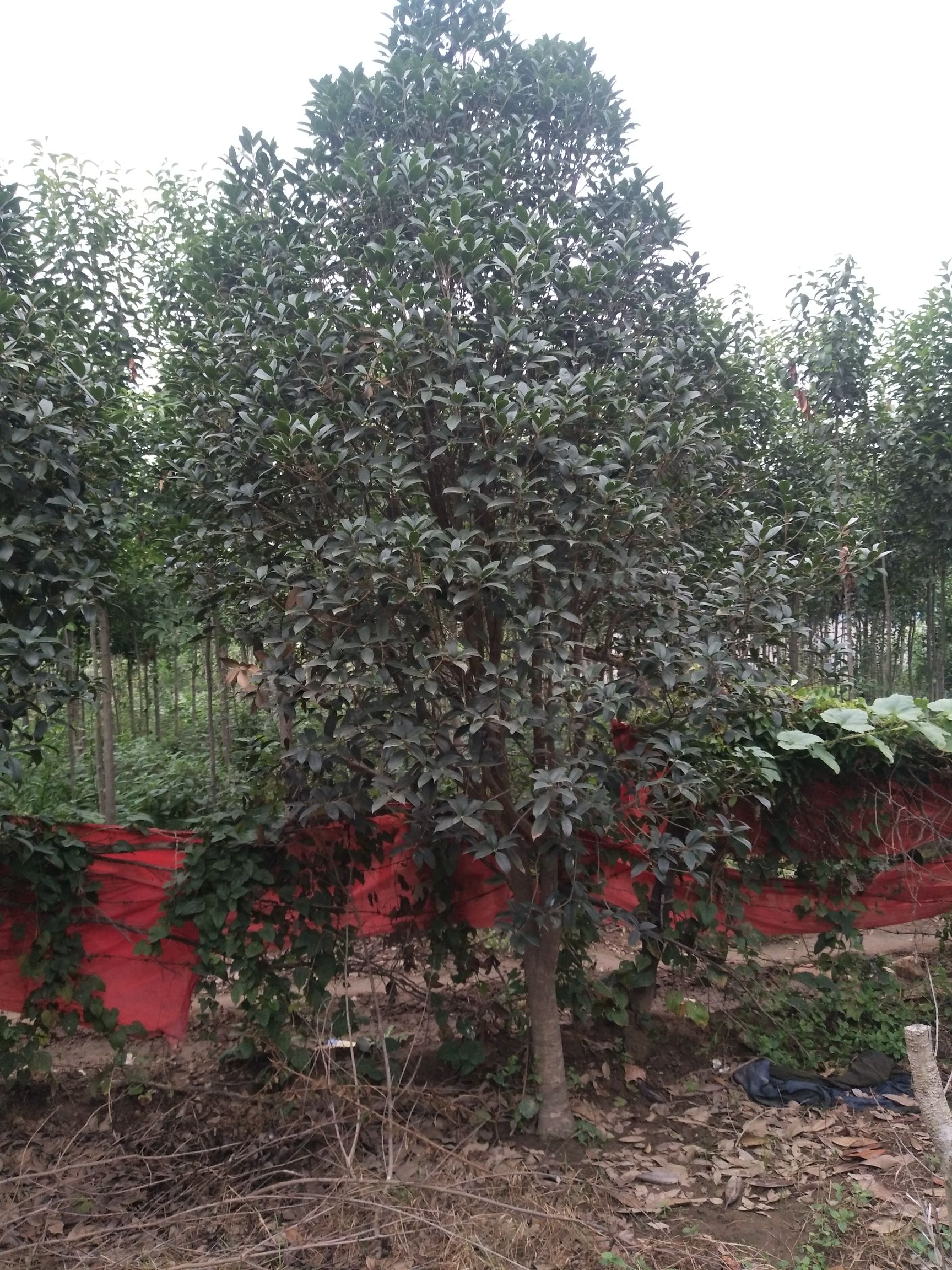 金桂 地径56789公分到15公分桂花