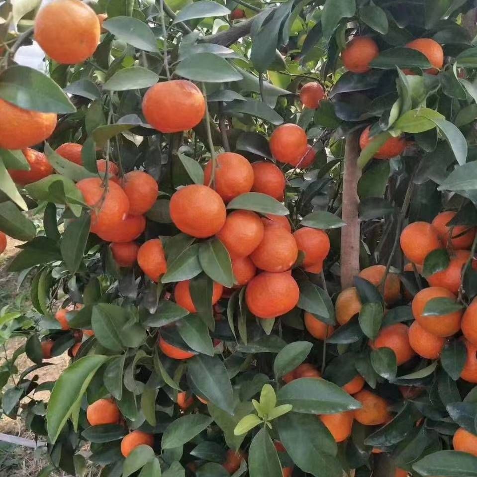 宜昌蜜桔 高山蜜橘无渣无核