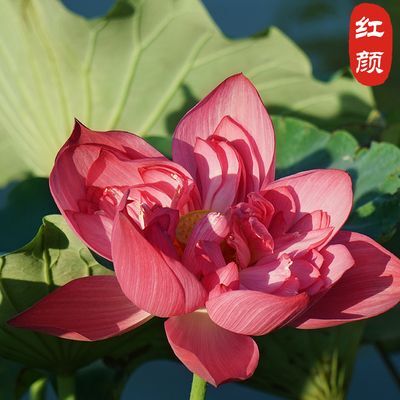沭阳县 碗莲种子水培植物花种子四季开花室内水养盆栽水生荷花睡莲花种