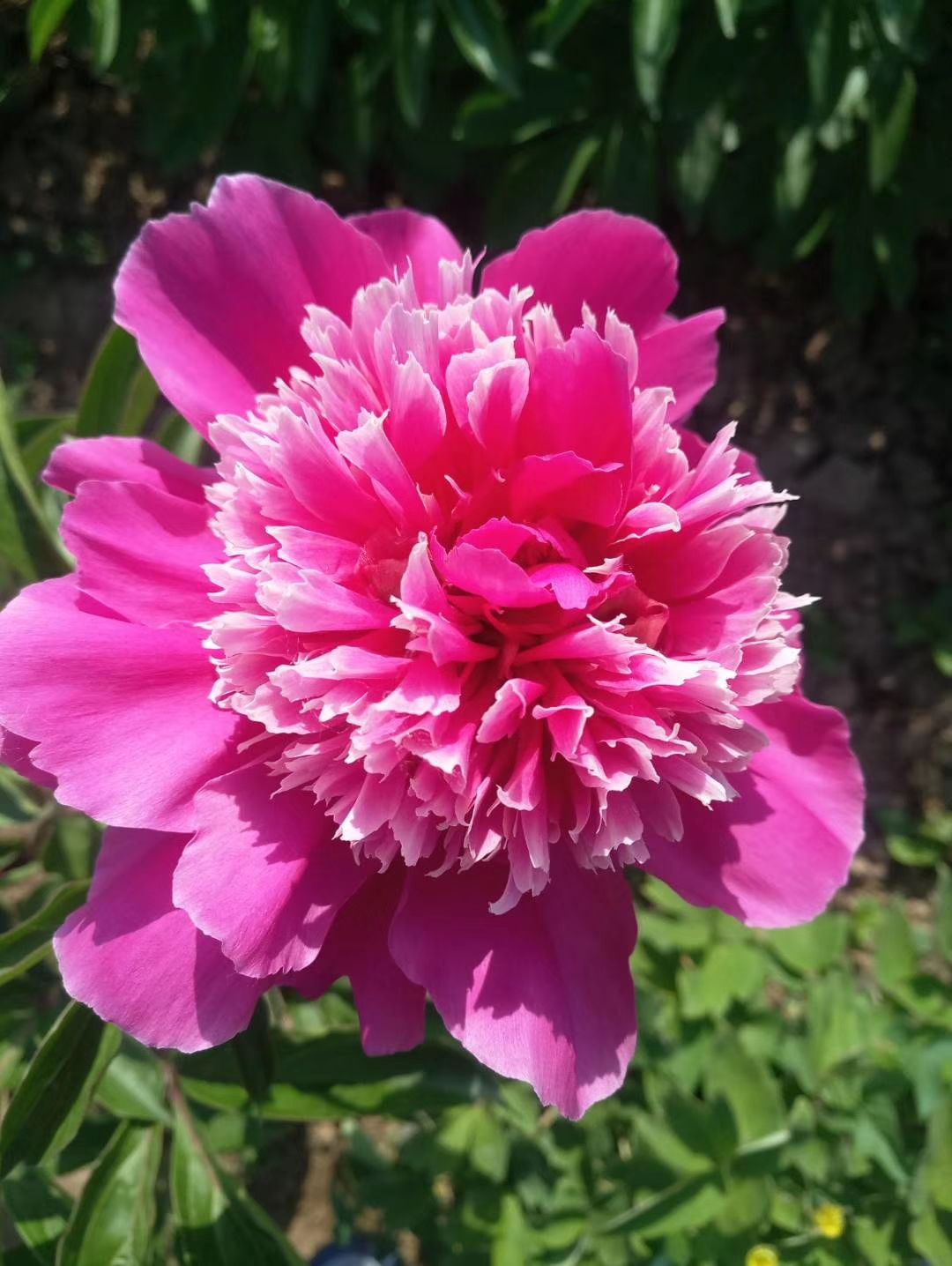白芍种苗 白芍  芍药，精品观赏芍药，几十个品种，多层花，保
