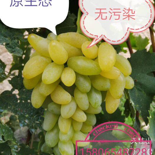  大泽山美味金手指