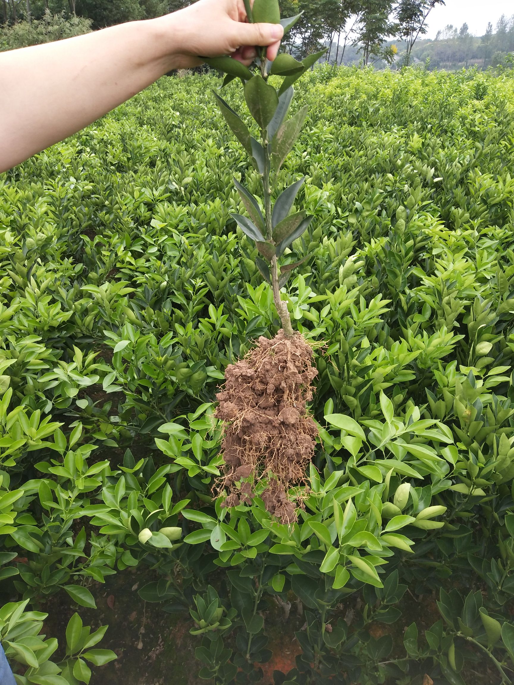 红肉脐橙苗 0.5~1米 嫁接苗