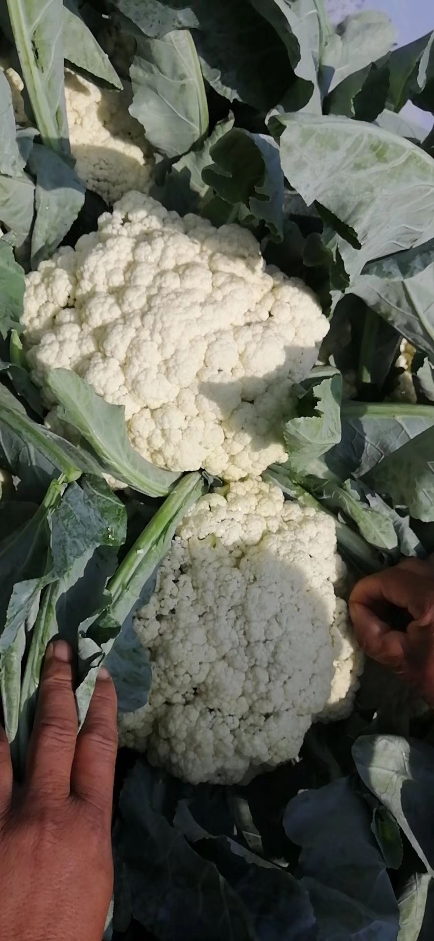白花菜花  花菜包菜 西兰花， 红薯 茄子产地直供！