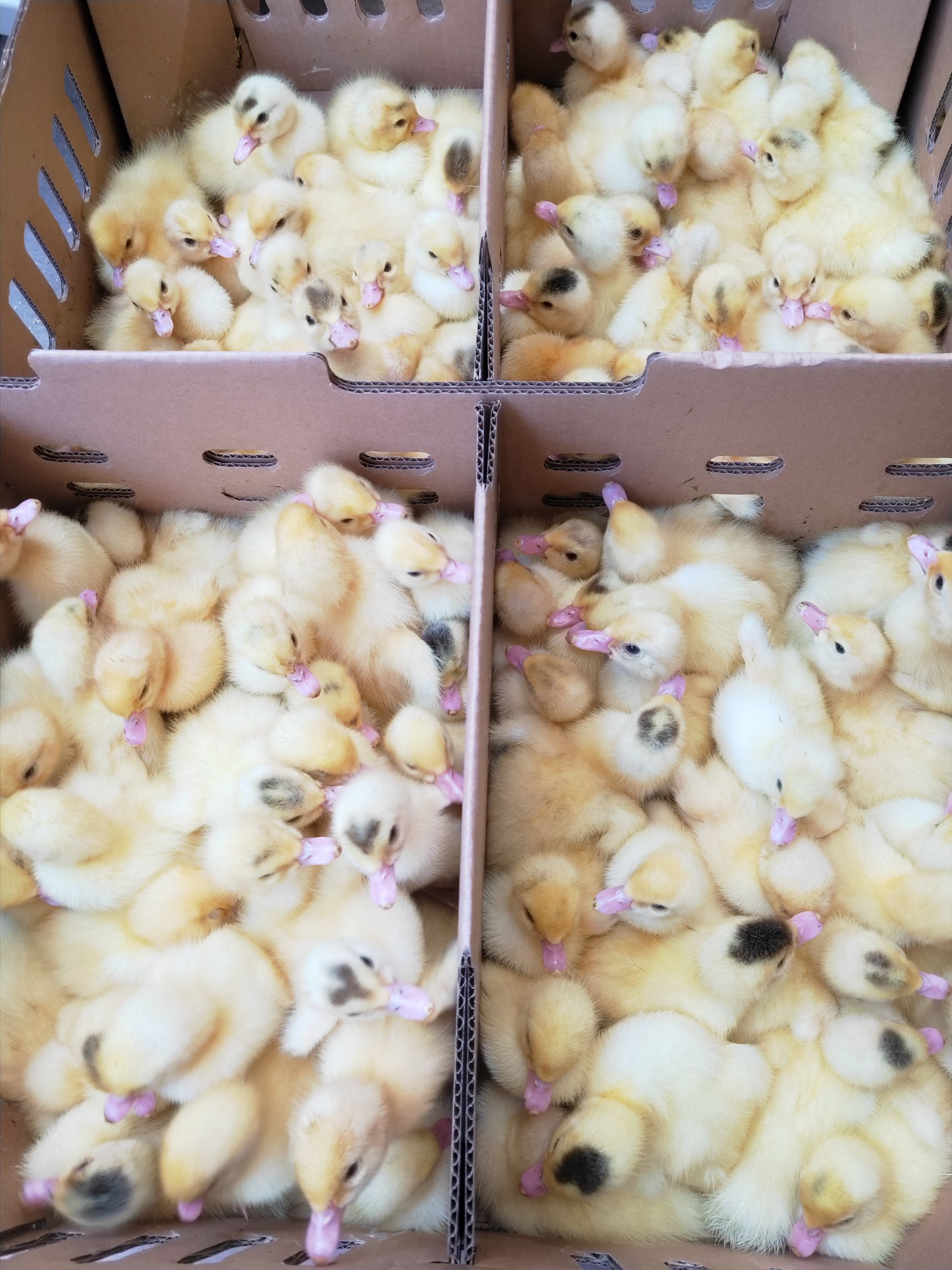  白番鸭苗白西洋鸭苗出壳苗注射疫苗