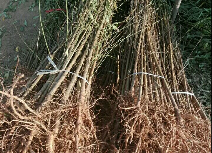  大量毛桃苗批发。