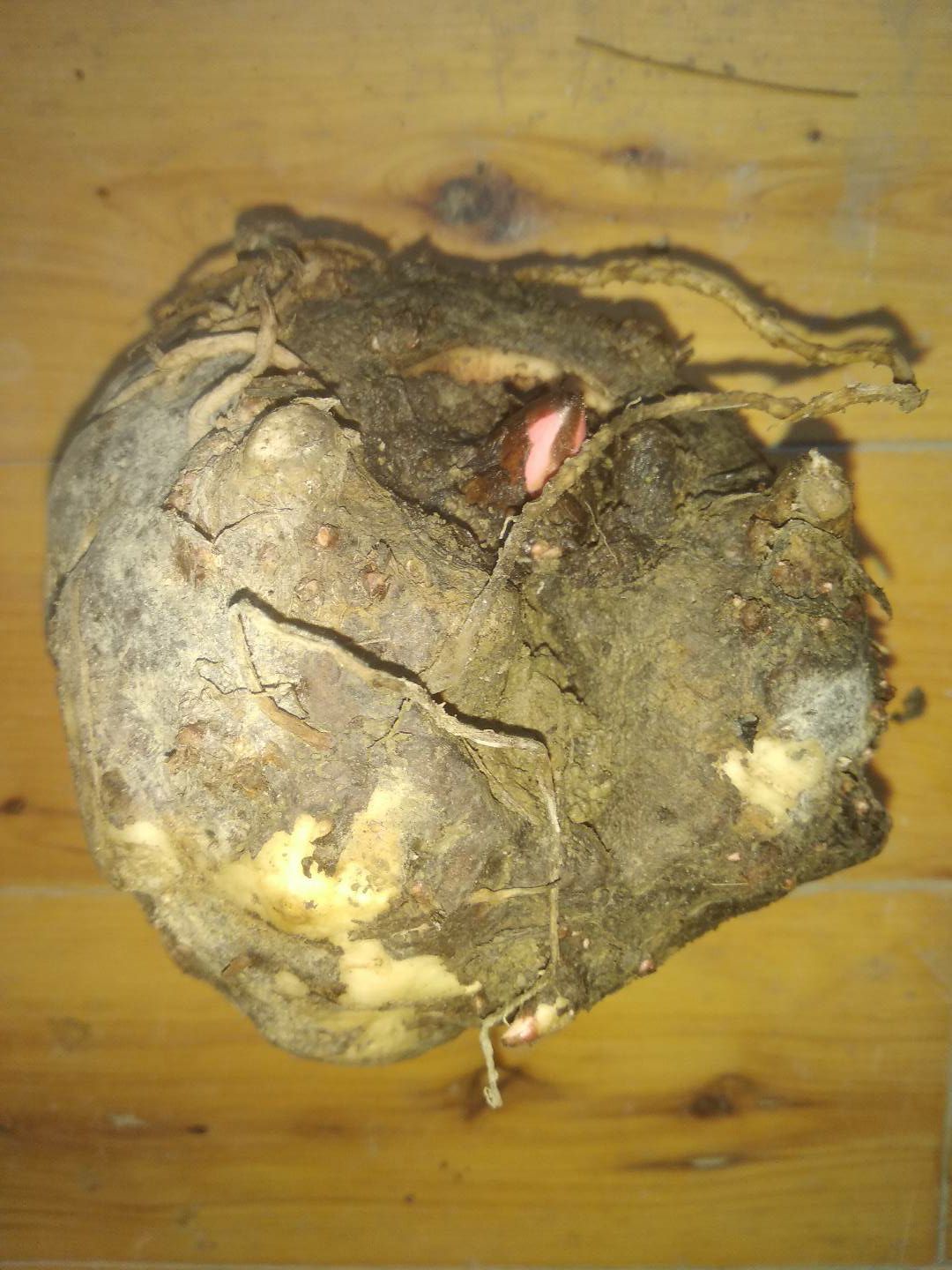贵州铜仁高山农家新鲜食材商品花魔芋种子产量高口感好产地直发