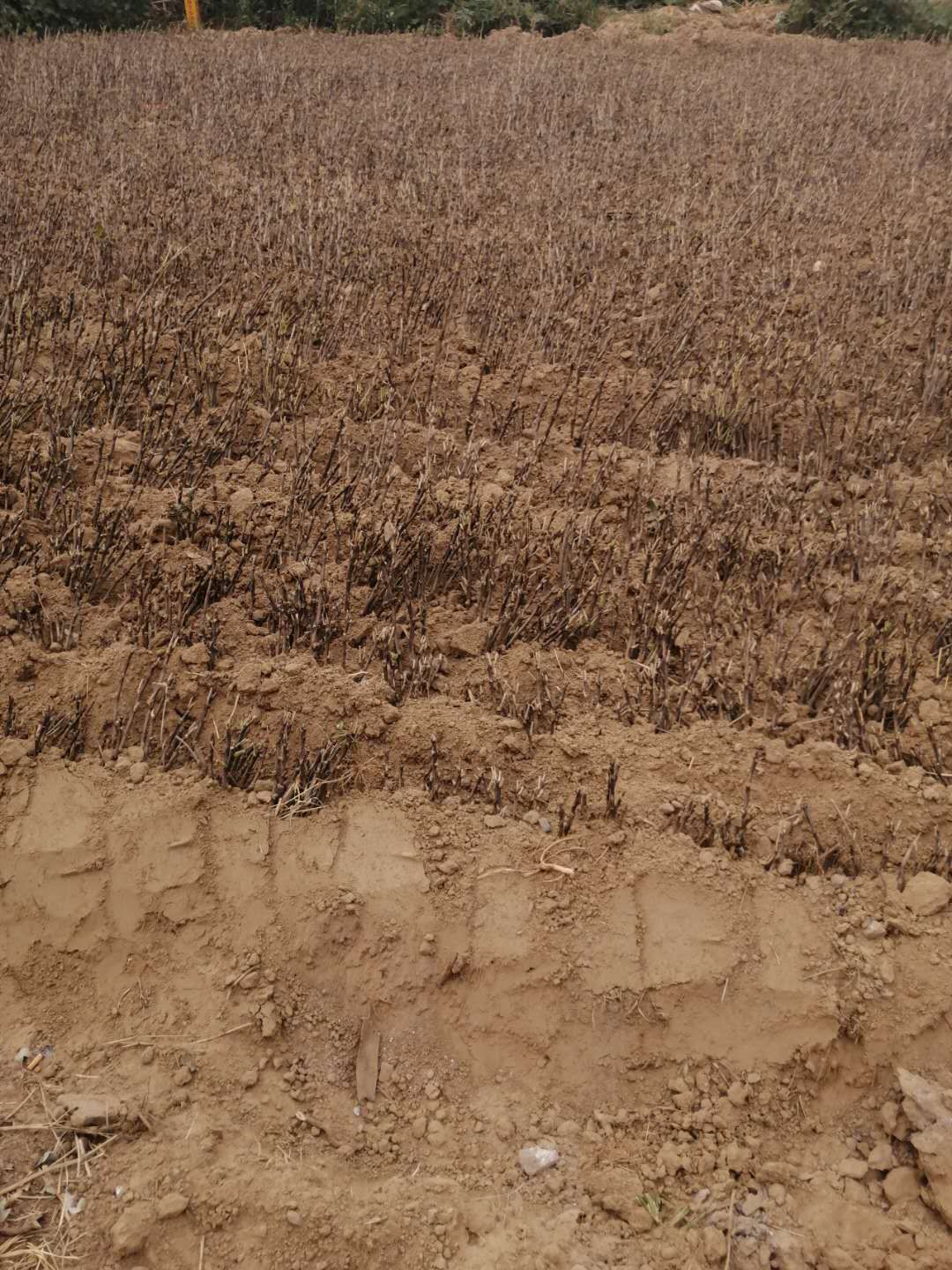  观赏牡丹，观赏芍药基地