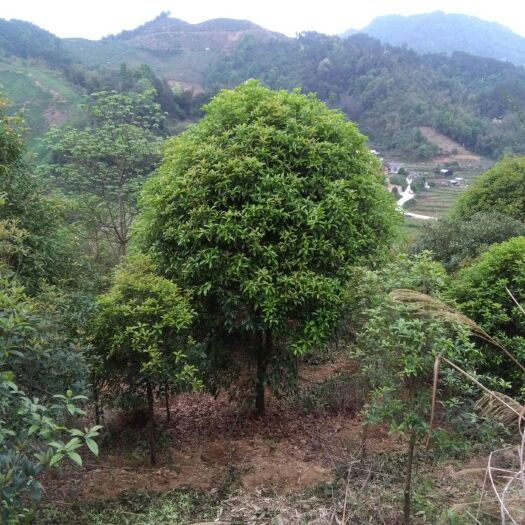 荔浦市 广西桂林精品桂花树，金桂，丹桂
