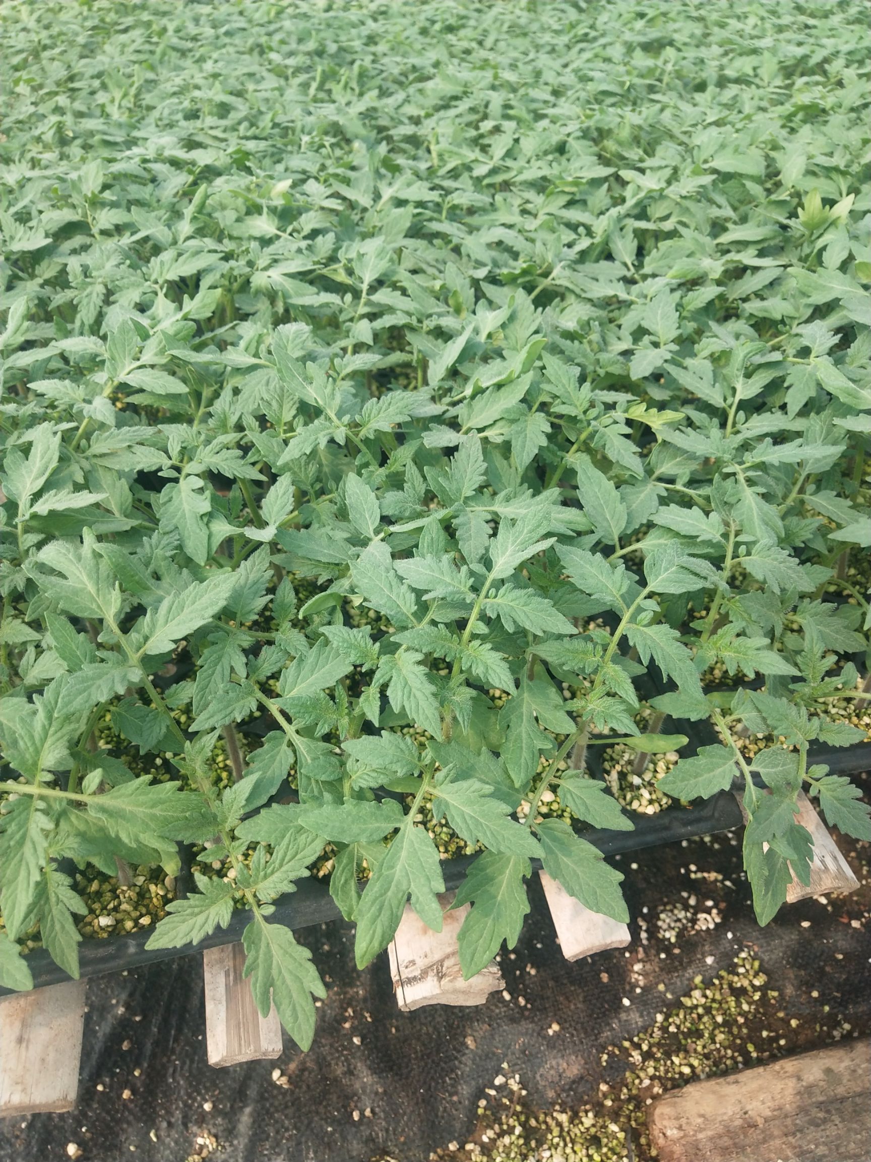 大红番茄苗  大红大粉番茄种苗