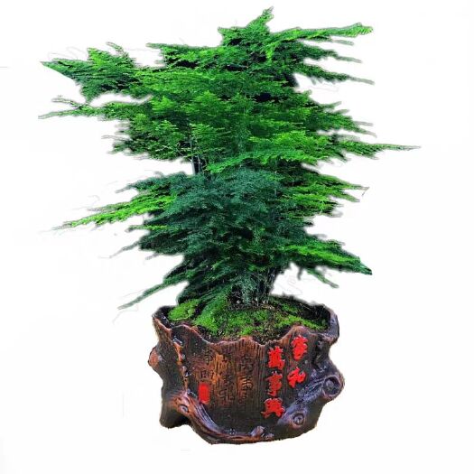 平邑县 文竹盆栽植物室内花卉办公桌盆栽绿色植物吸甲醛植物四季常青盆景