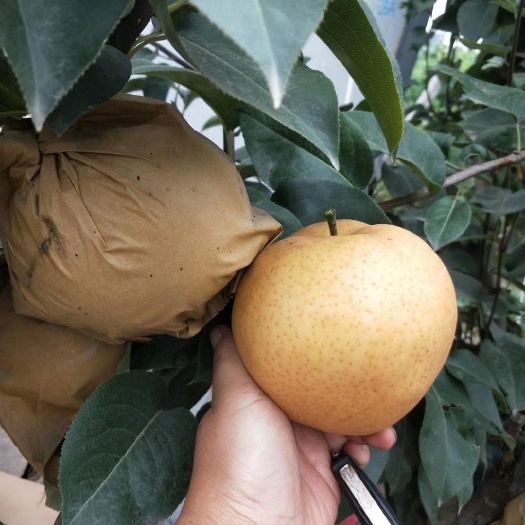 郓城县 晚秋丰水梨，香白脆甜