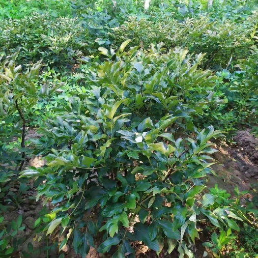 菏泽观赏牡丹 卷叶红，两年苗正在嫁接中