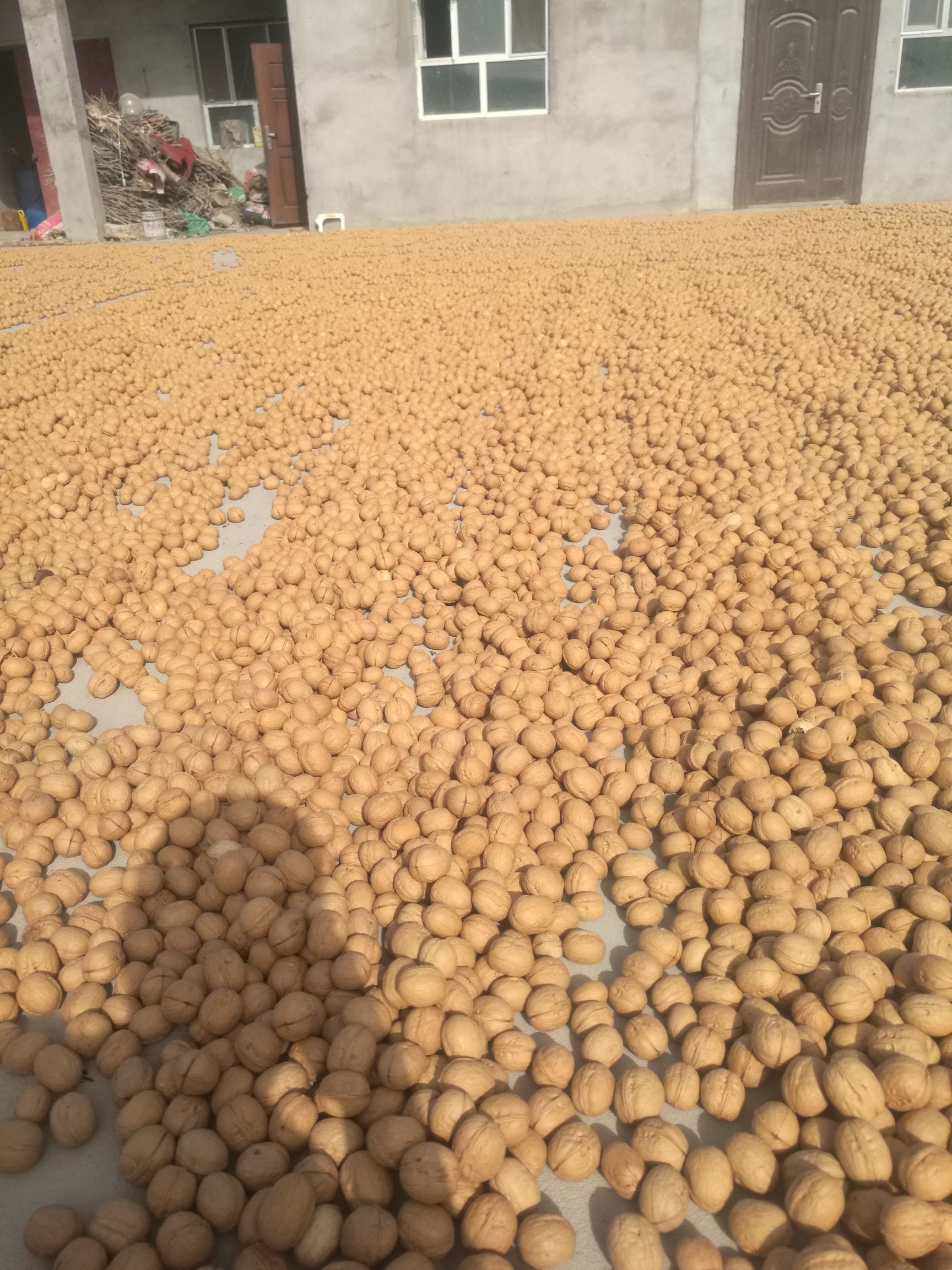  阿克苏温185纸皮核桃-阿克苏纸皮核桃/核心产区手捏即开