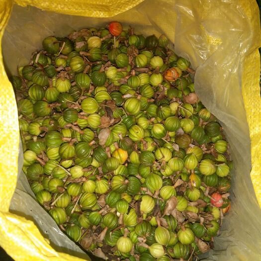 犍为县 大量砂仁待销