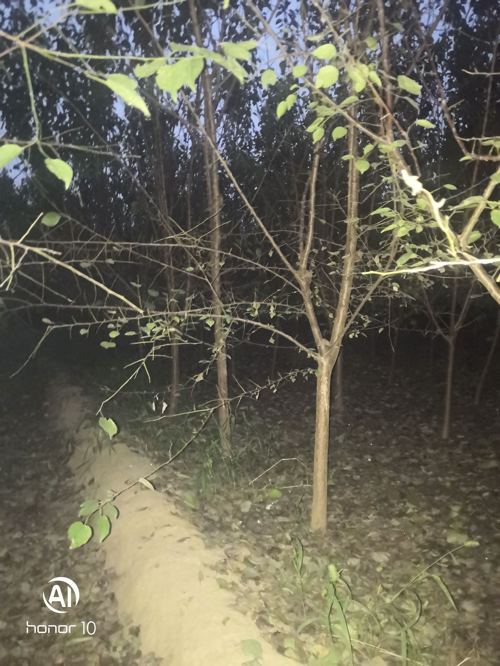 山杏苗 山杏三到四公分