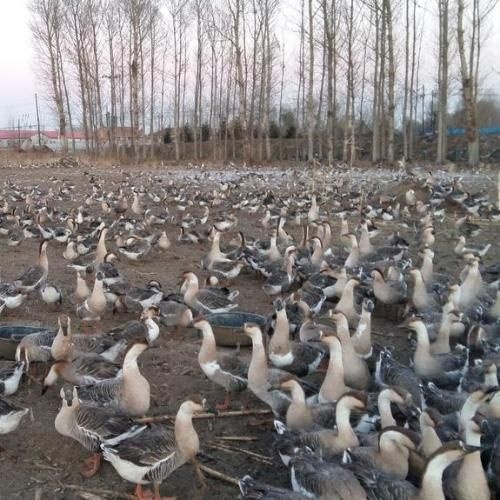 昆明 马岗鹅苗