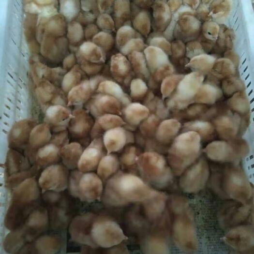  五黑鸡苗三黄鸡苗土鸡苗青脚土鸡苗麻鸡苗白羽鸡苗
