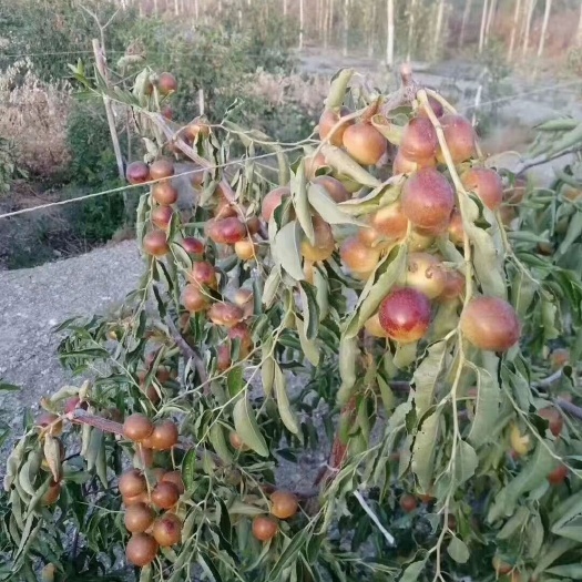 新疆冬枣，口感好，甜度高，同比质量价格低