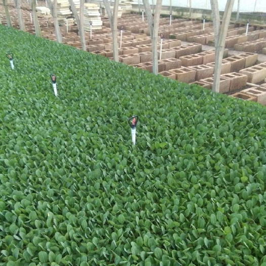 通海县白菜苗 小铁头苗圆包菜，长年有现货，