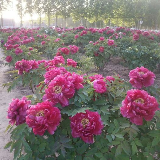 菏泽 牡丹