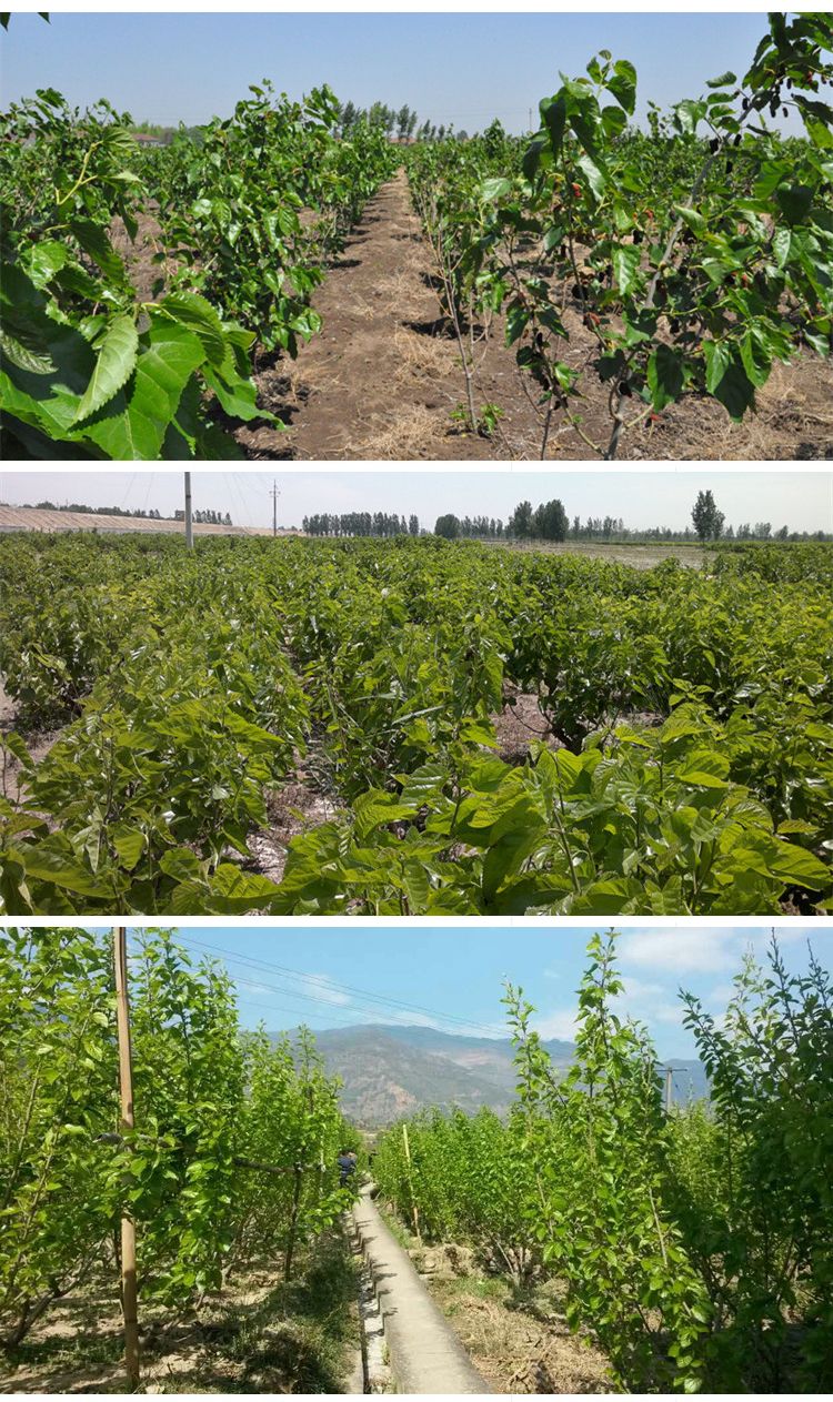  桑山桑苗，包质量，包品种，包存活率 死亡苗补发