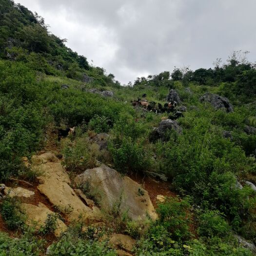 安龙县大山黑山羊