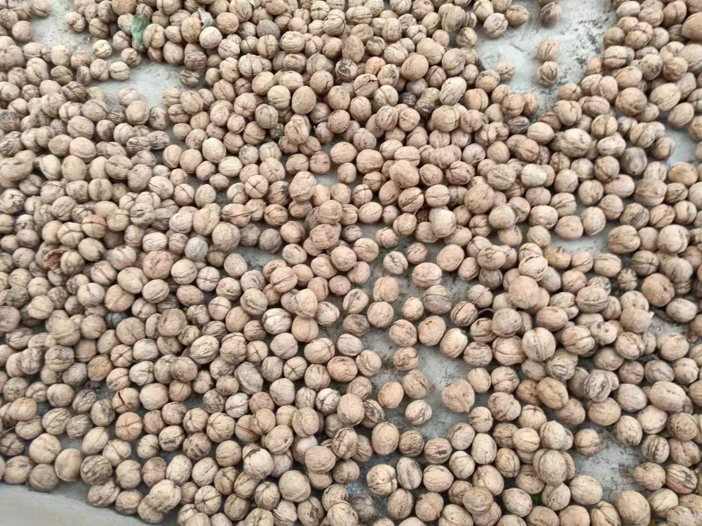  新疆阿克苏地区185核桃原产地发货！