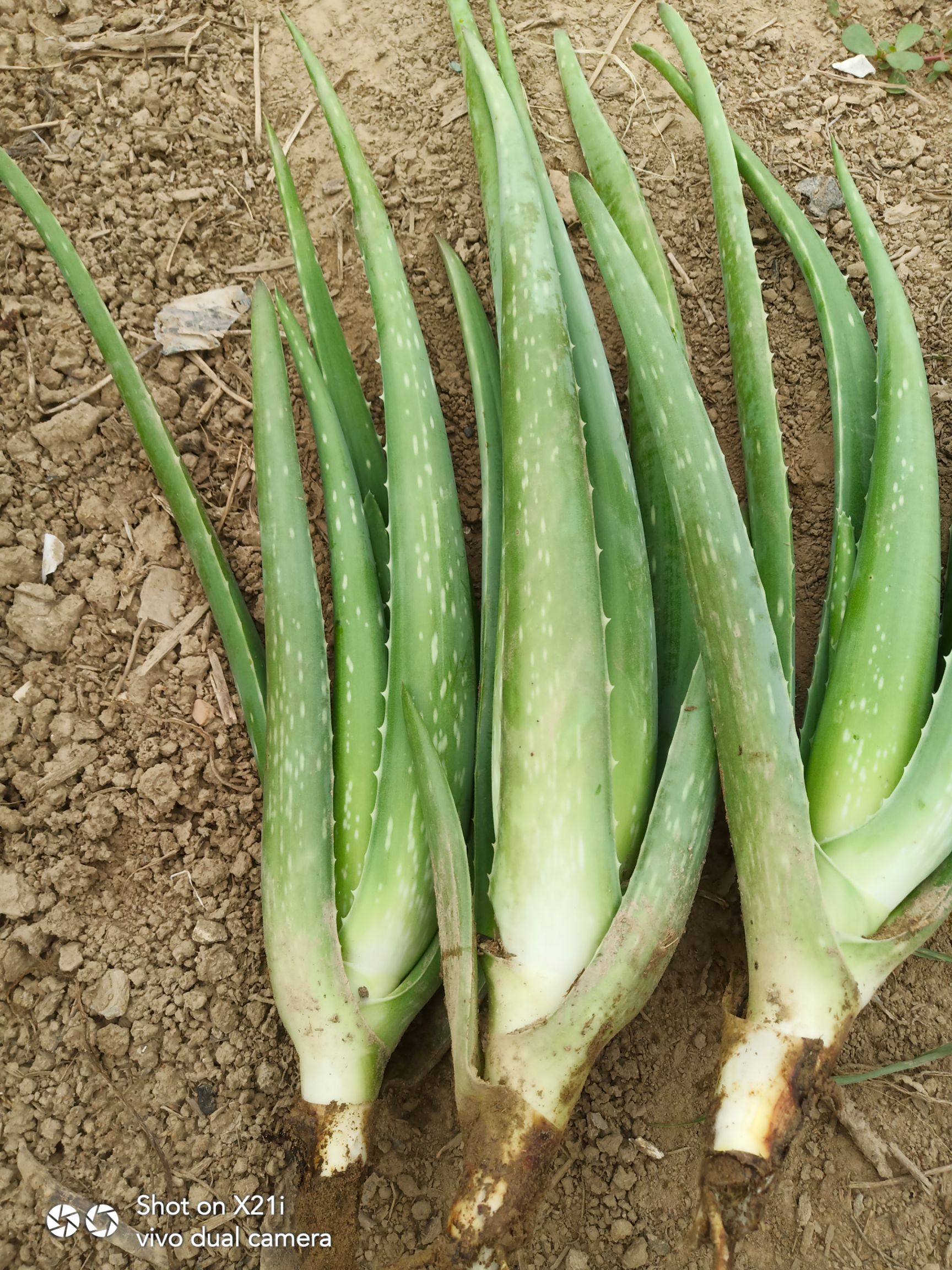  有大量优质芦荟苗！芦荟各种规格都有！