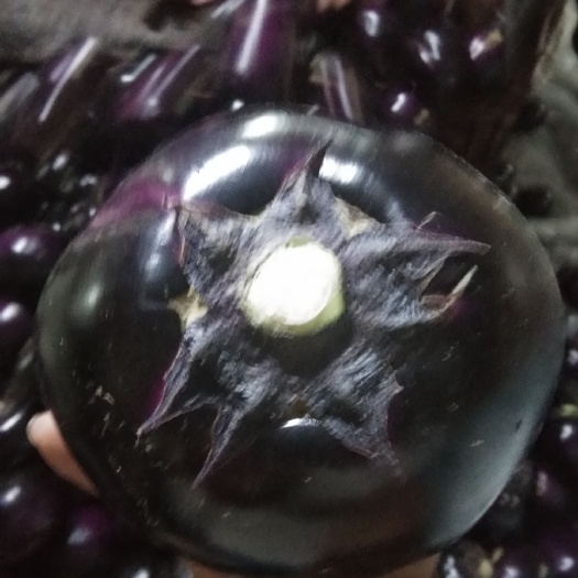 莘縣黑圓茄 混裝通貨 圓茄