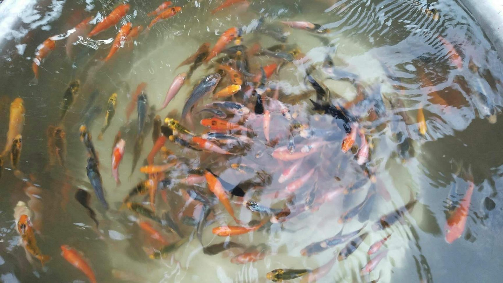  青鱼苗，鲤鱼苗等各种鱼苗，品种好，抗病力强