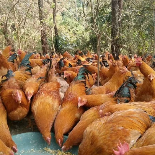 昆明 灵山土鸡苗