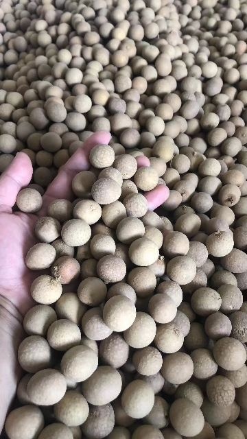 桂圆干  带壳桂圆 自家产业品质保证质量 走量促销活动 量多