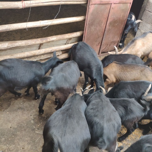 会东县黑山羊肉 生肉
