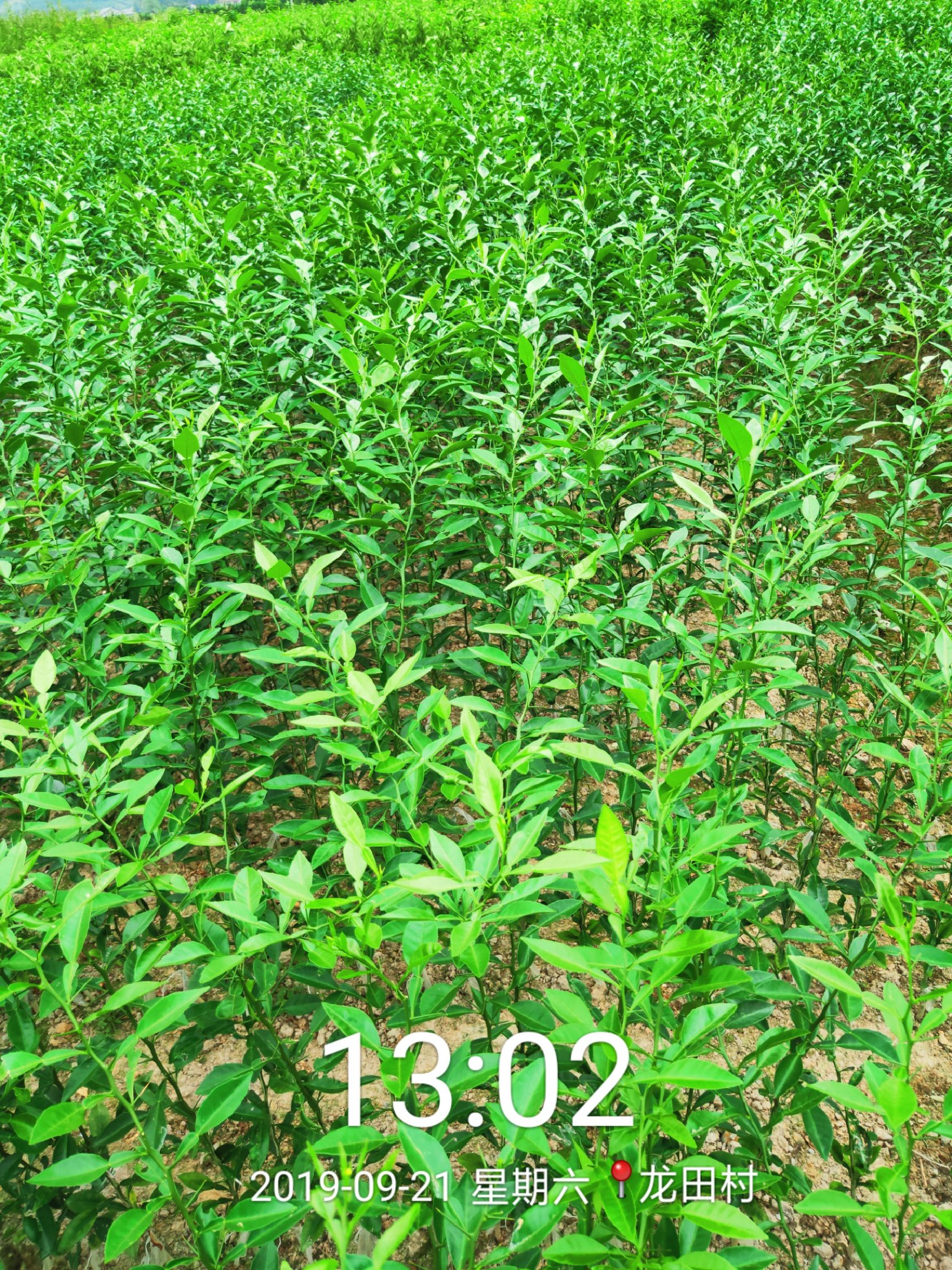 软枝香橙苗 软枝香橙抗病抗酸碱嫁接杂交柑理想的选择