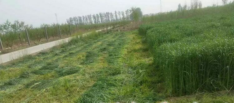 黑麦草种子 冬牧70黑麦草，耐寒，产量高，易种植