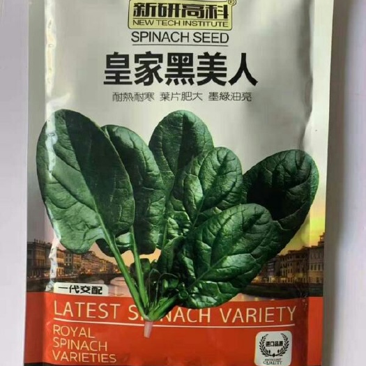 淮安大叶菠菜种子 新研高科皇家黑美人蔬菜种子中早熟品种耐热耐寒叶片肥大墨绿油亮